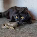 Huggormsbett – symtom vid huggormsbett hos hund och katt